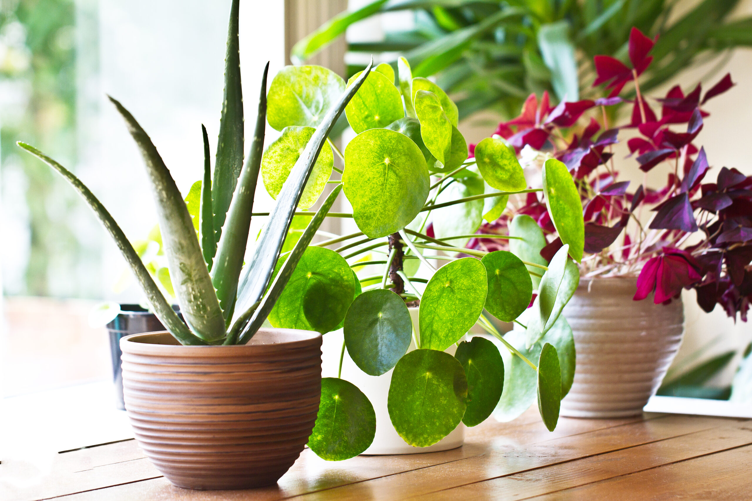 Do Indoor Plants Need To Sleep?