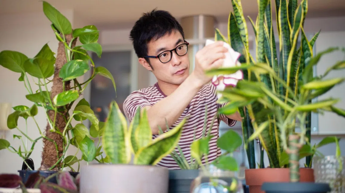 The Science Behind How Indoor Plants Affect Your Mood