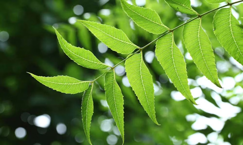 Neem For Hair